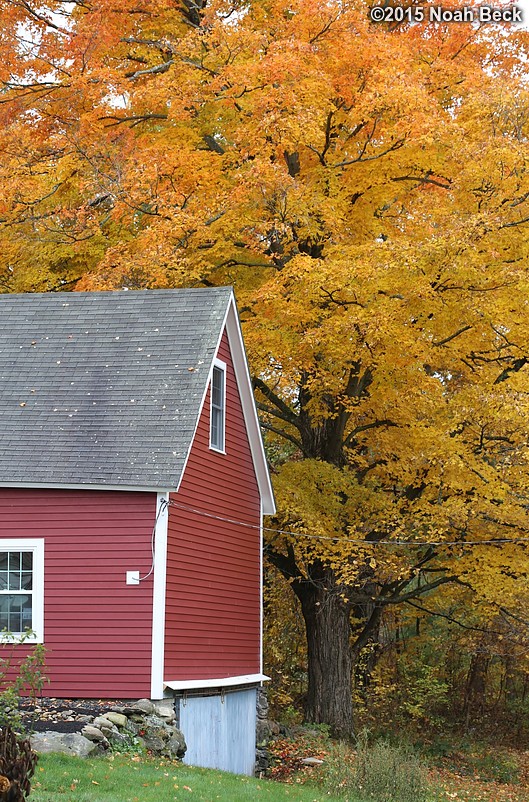 October 25, 2015: Maple tree by the barn in fall colors