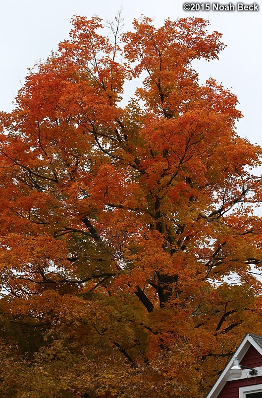 October 25, 2015: Maple tree by the barn in fall colors