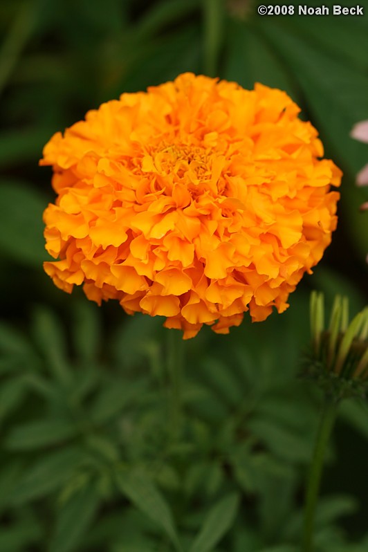 July 19, 2008: a marigold growing in the garden