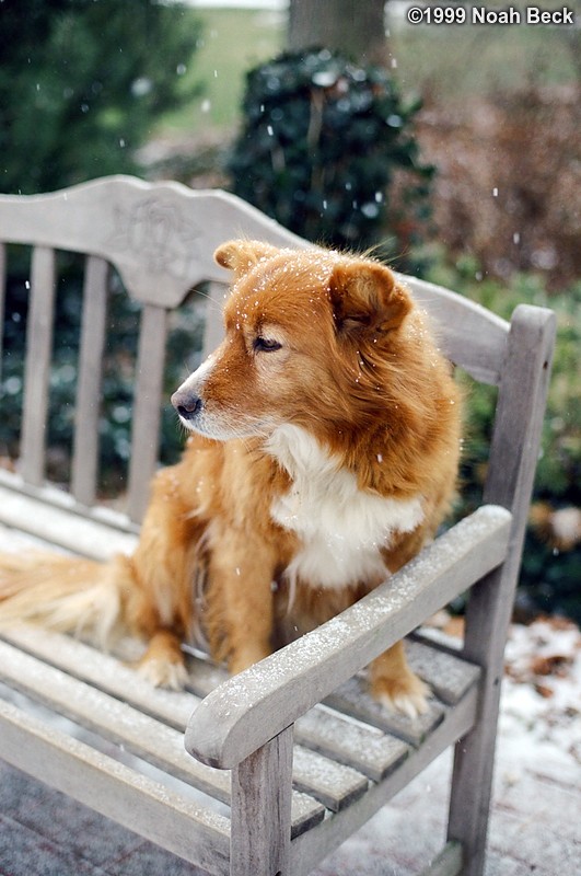 December 27, 1999: Martha, my parents&#39; dog, sitting out on her favorite bench in a Christmas snow