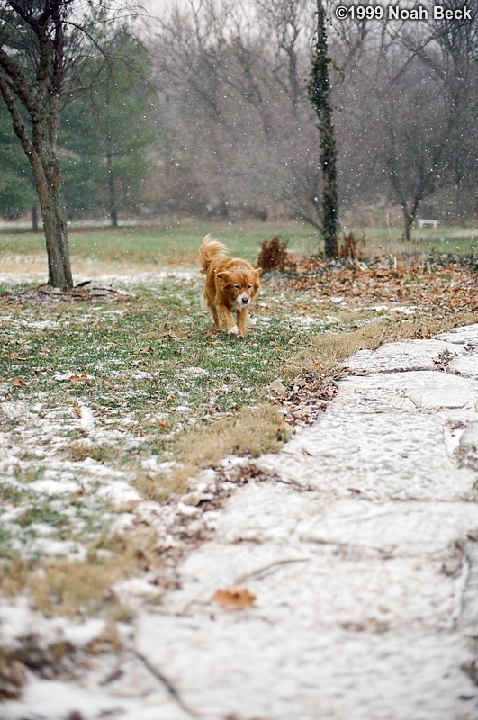 December 27, 1999: Martha walking in the snow
