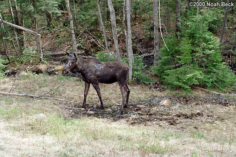June 8, 2000: Moose near the Kancamagus highway