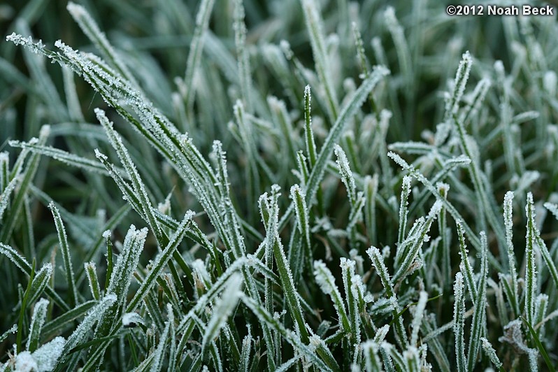 November 19, 2012: Morning frost