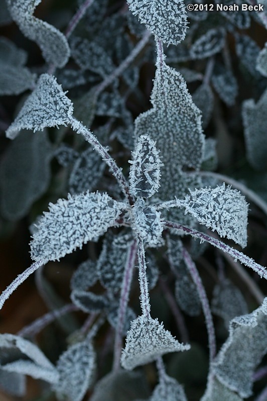 November 19, 2012: Morning frost