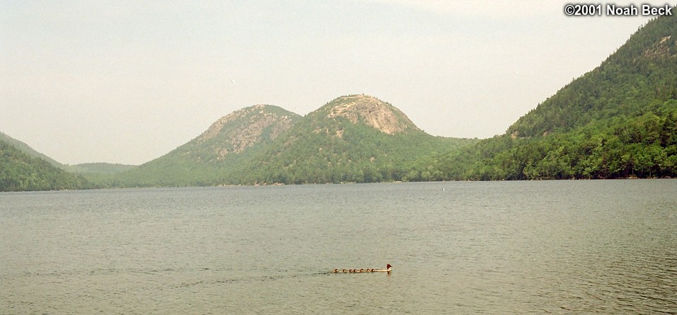 July 1, 2001: A mother duck and her 8 ducklings on Jordan Pond with The Bubbles in the background.