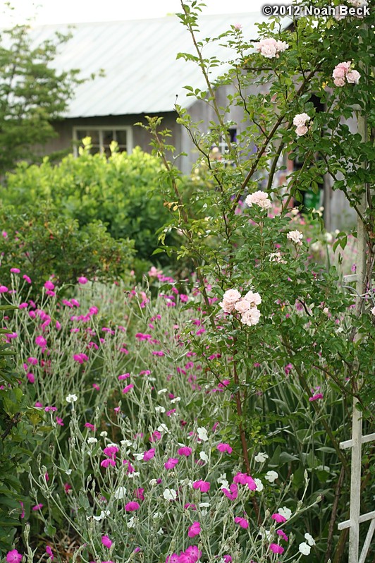 May 30, 2012: My mother&#39;s garden