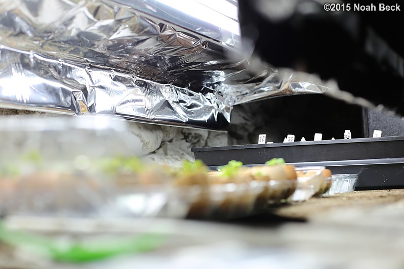 March 29, 2015: New mylar grow light cover to help keep the seedlings well-lit