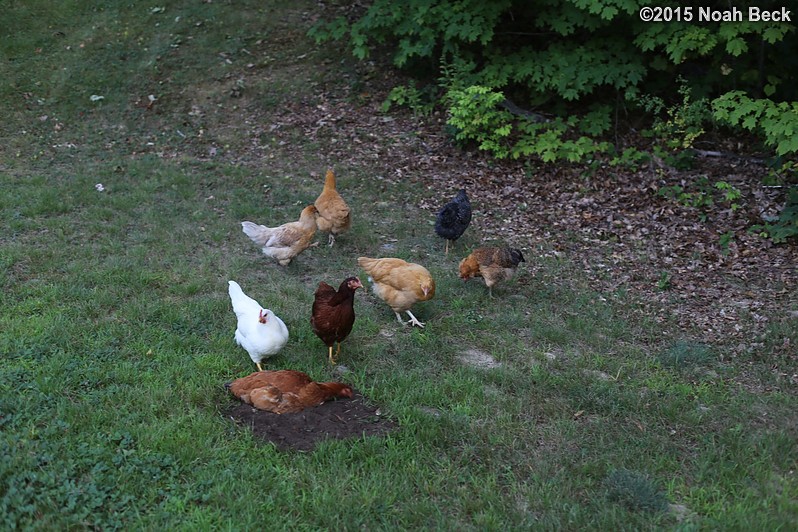 August 22, 2015: Neighbor&#39;s new chickens foraging in the yard