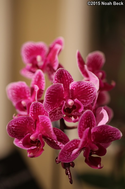 February 14, 2015: Orchid