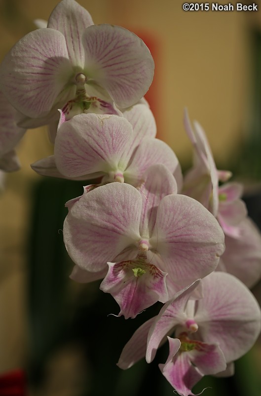 February 14, 2015: Orchid