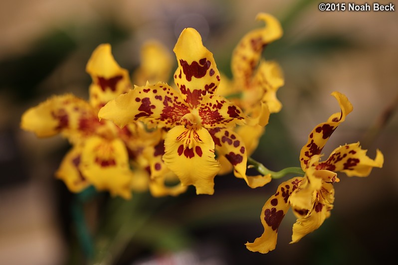 February 14, 2015: Orchid