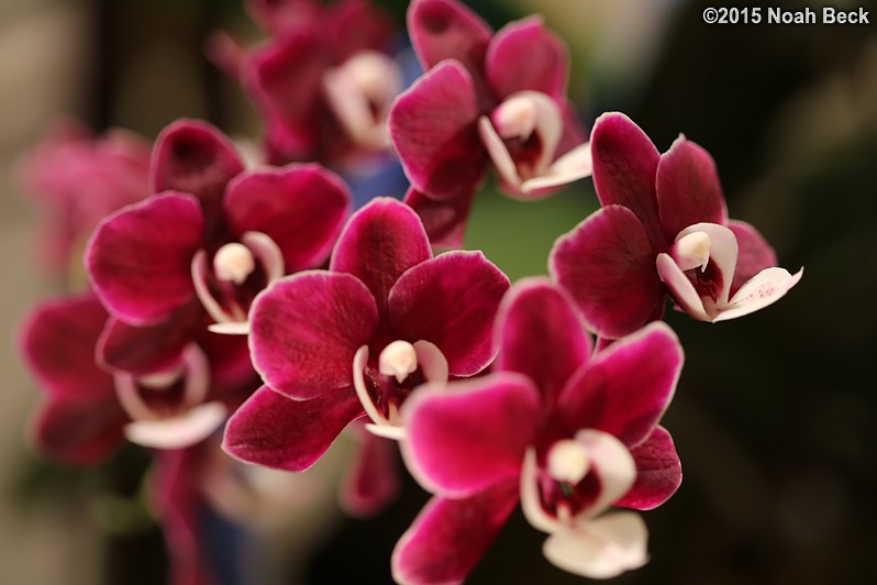 February 14, 2015: Orchid, Phalaenopsis Kaoda Twinkle