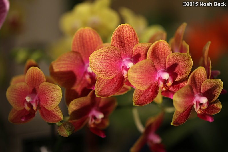 February 14, 2015: Orchid, Phalaenopsis Sogo Lawrence