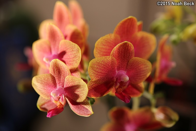 February 14, 2015: Orchid, Phalaenopsis Sogo Lawrence