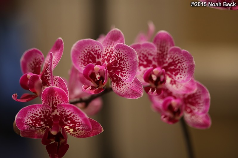 February 14, 2015: Orchid, Phalaenopsis Taida Pearl