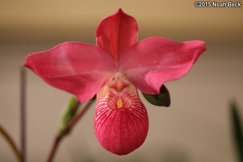 February 14, 2015: Orchid, Phragmipedium Haley Decker