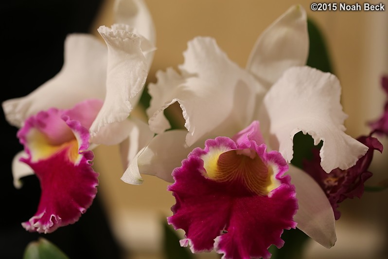 February 14, 2015: Orchid, Rhyncholaeliocattleya (Rlc.) Satomi Yosooi