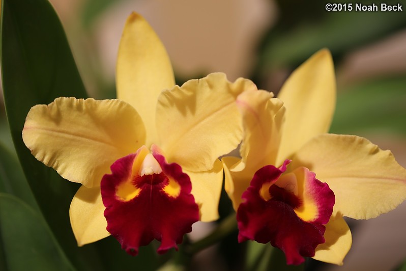 February 14, 2015: Orchid, Rhyncholaeliocattleya (Rlc.) Toshie