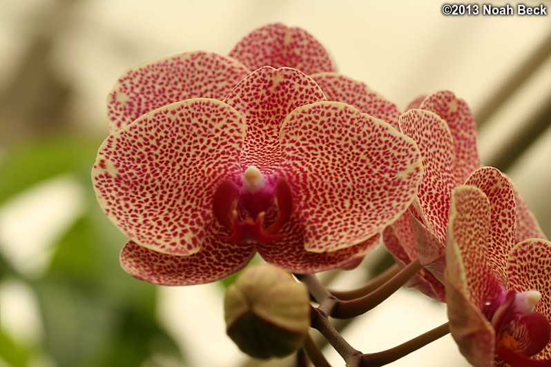 June 29, 2013: Orchids inside the Conservatory of Flowers in Golden Gate Park