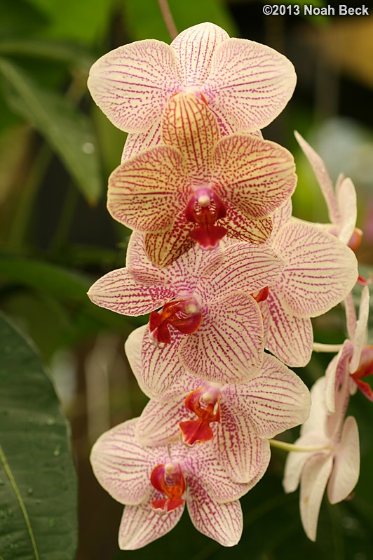 June 29, 2013: Orchids inside the Conservatory of Flowers in Golden Gate Park