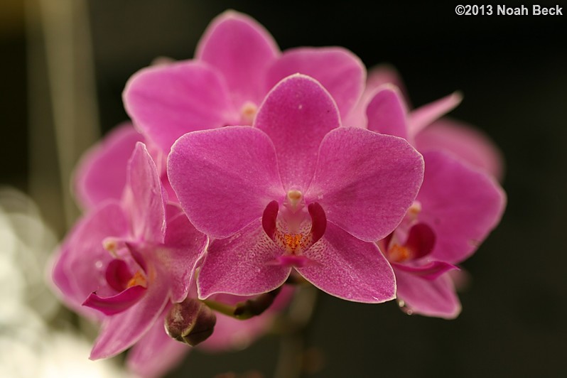 June 29, 2013: Orchids inside the Conservatory of Flowers in Golden Gate Park