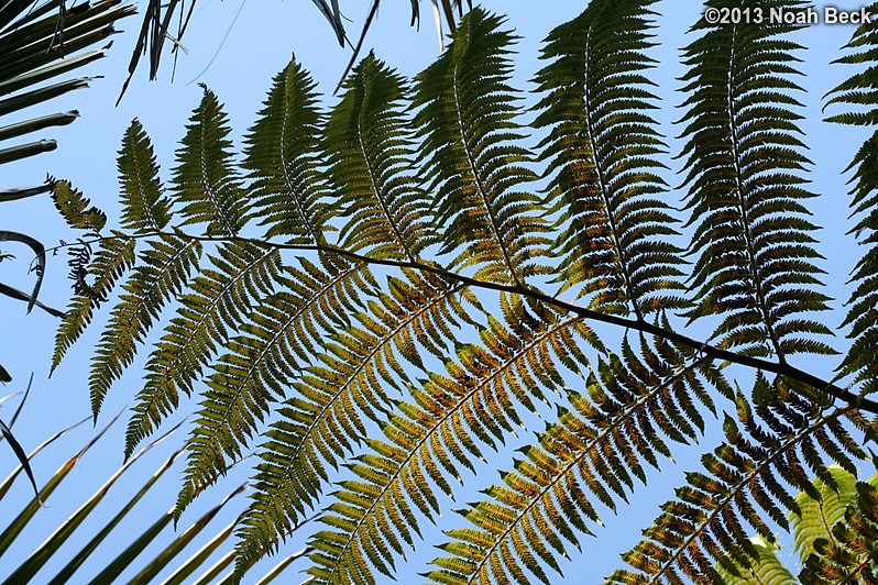 June 30, 2013: Palm tree leaves at the San Francisco Botanical Garden