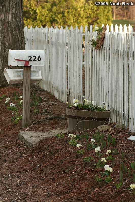 April 17, 2009: Pansies in the garden near the mailbox