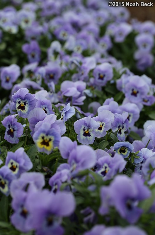 April 12, 2015: Pansies in the walled garden