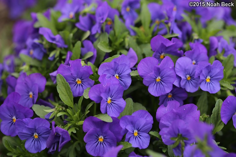 April 12, 2015: Pansies in the walled garden