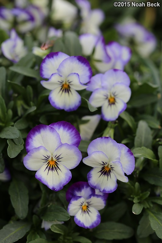 April 12, 2015: Pansies in the walled garden