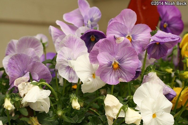 May 24, 2014: Pansies in a window box