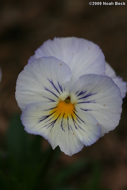 May 4, 2009: a pansy in the garden