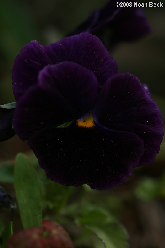 May 5, 2008: pansy in a planter