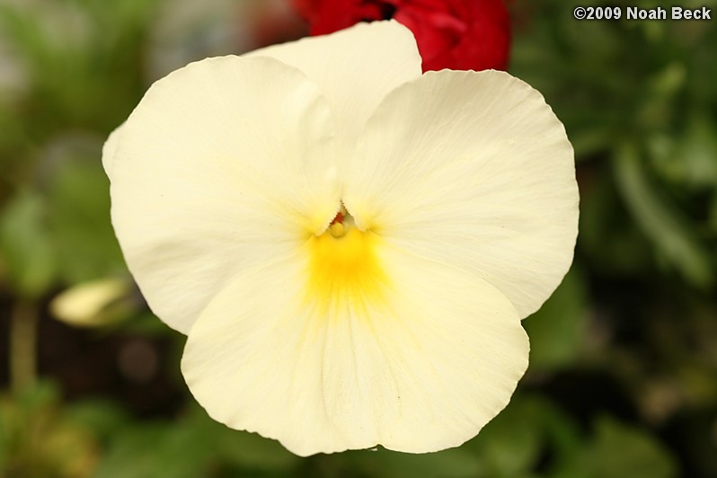 April 18, 2009: a pansy in a planter