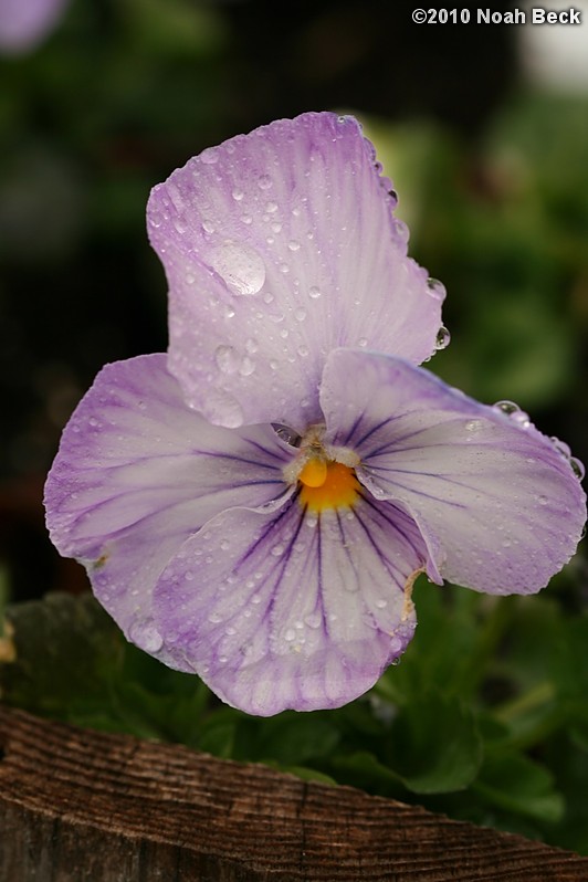 April 9, 2010: a pansy in a planter