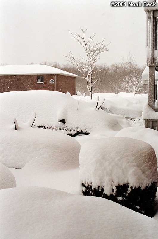 March 6, 2001: Looking out from my patio, the cars&#39; wipers stick out of the snow making them look like snow-covered beatles.