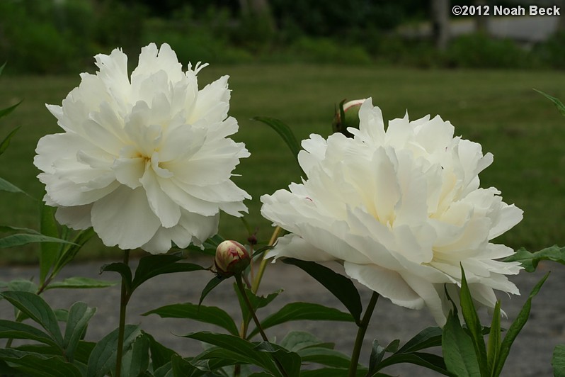 May 26, 2012: Peonies in our garden