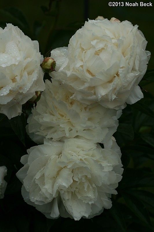 June 7, 2013: Peonies after the rain