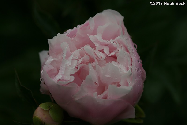 June 7, 2013: Peonies after the rain