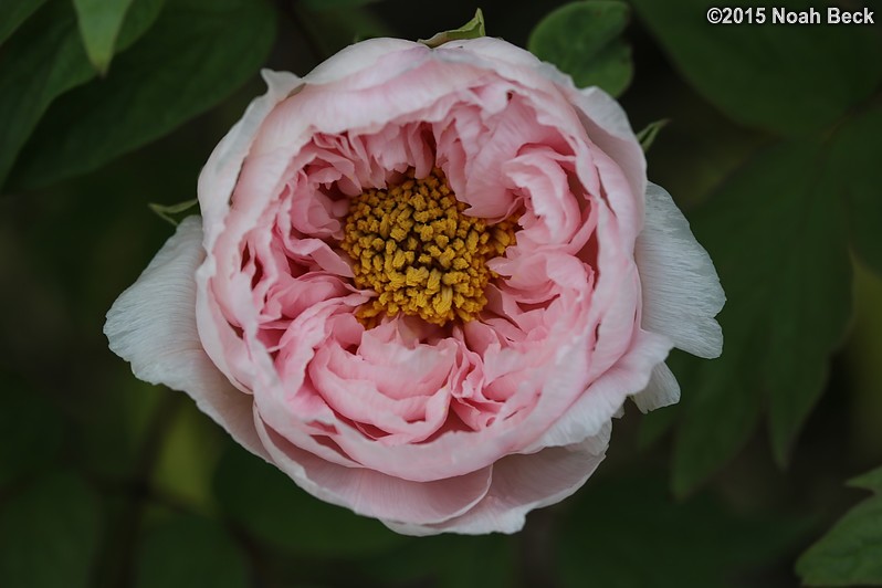 April 12, 2015: Peony in the walled garden