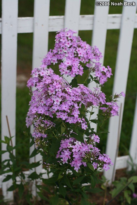 August 3, 2006: Phlox brought from Raelynn&#39;s garden to Princeton