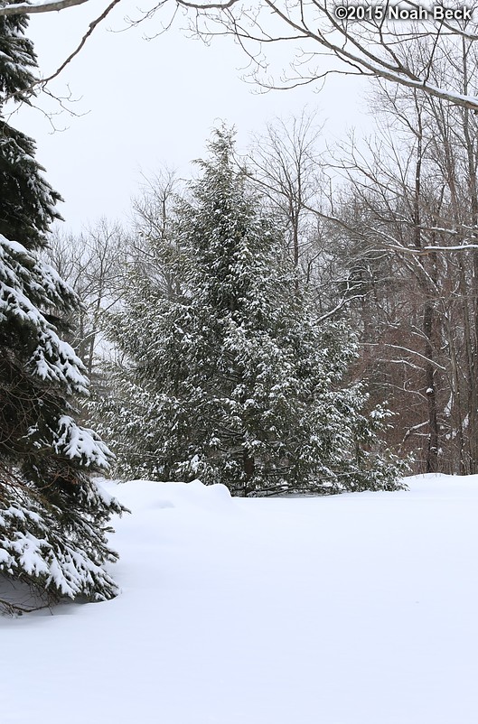 February 8, 2015: Pine tree in the back yard