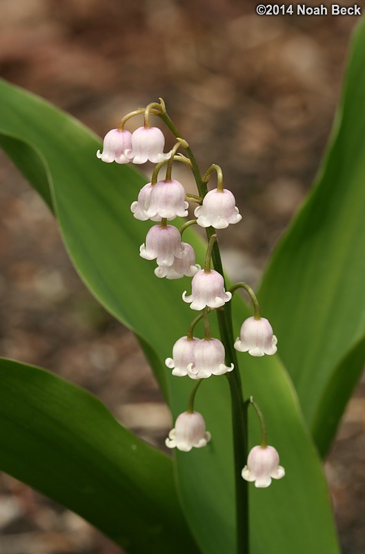 May 24, 2014: Pink lily of the valley