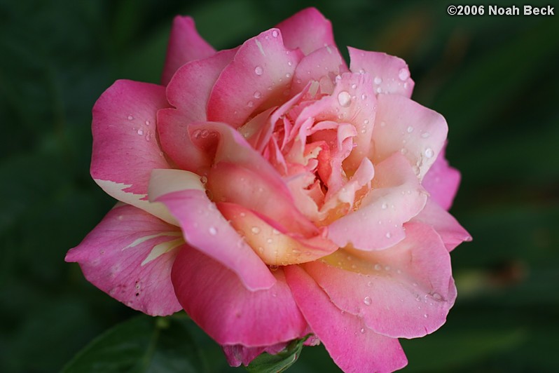 June 29, 2006: Pink rose growing in the garden