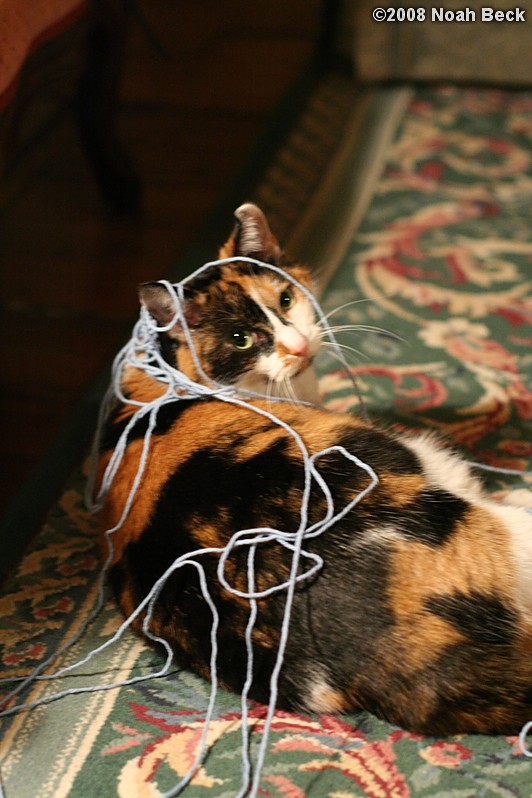 March 25, 2008: Pirate playing with string
