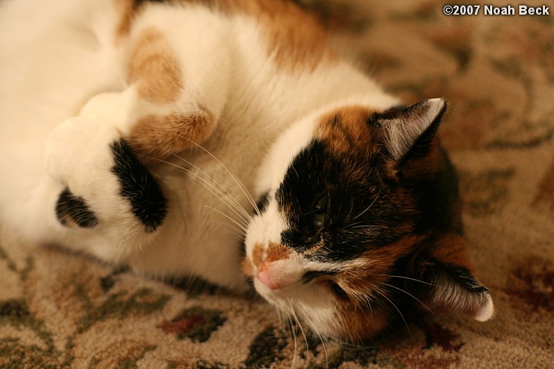 November 23, 2007: Pirate upside down on the floor