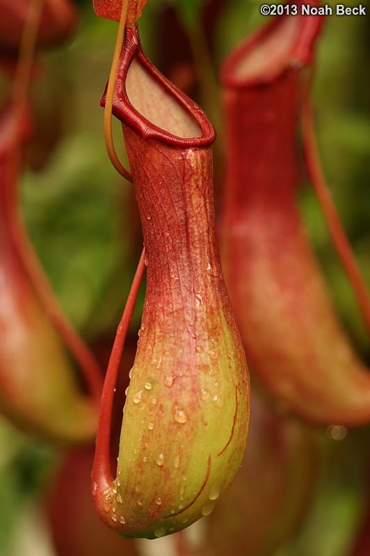 June 29, 2013: Pitcher plant inside the Conservatory of Flowers in Golden Gate Park