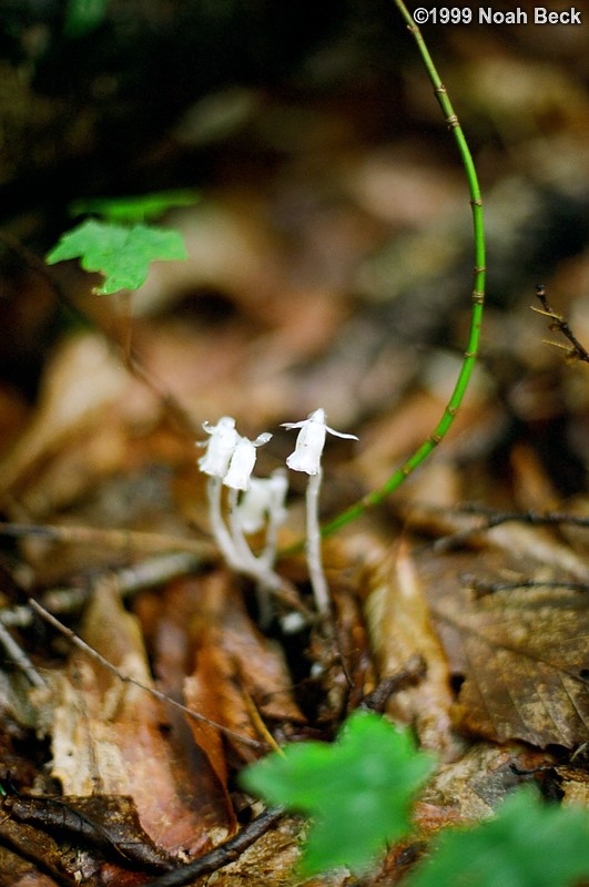 July 31, 1999: A little plant called Indian Pipe was growing alongside the Pemi trail as I headed back to my car from the Lafayette campground area