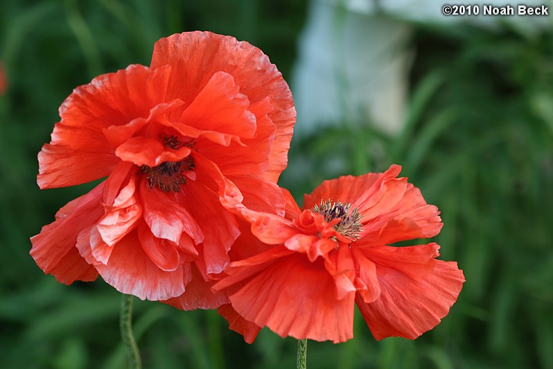 May 28, 2010: poppies in the garden