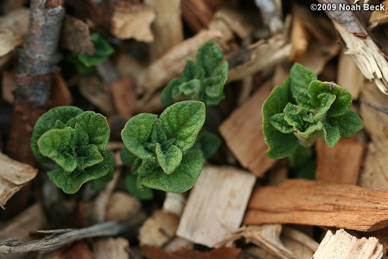 May 24, 2009: Potato sprouts